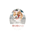 コーギーのこうちゃん 4（個別スタンプ：11）