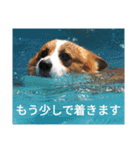 コーギーのこうちゃん 4（個別スタンプ：13）