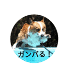 コーギーのこうちゃん 4（個別スタンプ：15）