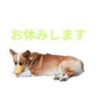 コーギーのこうちゃん 4（個別スタンプ：16）