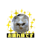 ミータ郎ファミリー3（個別スタンプ：1）