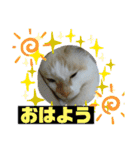 ミータ郎ファミリー3（個別スタンプ：4）