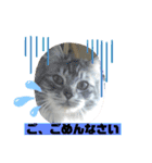 ミータ郎ファミリー3（個別スタンプ：13）