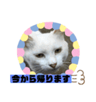ミータ郎ファミリー3（個別スタンプ：19）