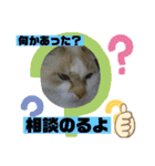 ミータ郎ファミリー3（個別スタンプ：28）