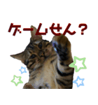 博多ベンガル猫(ゲーム用)（個別スタンプ：1）