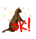 博多ベンガル猫(ゲーム用)（個別スタンプ：2）