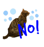博多ベンガル猫(ゲーム用)（個別スタンプ：3）