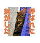 博多ベンガル猫(ゲーム用)（個別スタンプ：4）