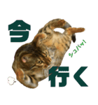 博多ベンガル猫(ゲーム用)（個別スタンプ：5）