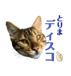博多ベンガル猫(ゲーム用)（個別スタンプ：6）