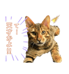 博多ベンガル猫(ゲーム用)（個別スタンプ：7）