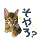 博多ベンガル猫(ゲーム用)（個別スタンプ：8）