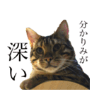 博多ベンガル猫(ゲーム用)（個別スタンプ：9）
