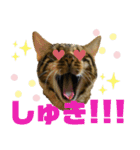 博多ベンガル猫(ゲーム用)（個別スタンプ：10）