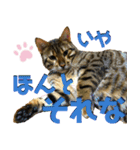 博多ベンガル猫(ゲーム用)（個別スタンプ：11）