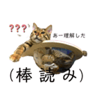 博多ベンガル猫(ゲーム用)（個別スタンプ：13）