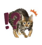 博多ベンガル猫(ゲーム用)（個別スタンプ：14）