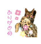 博多ベンガル猫(ゲーム用)（個別スタンプ：16）