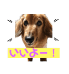 I am Qoo♡（個別スタンプ：8）