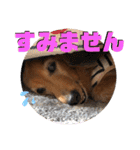 I am Qoo♡（個別スタンプ：22）