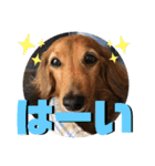 I am Qoo♡（個別スタンプ：30）