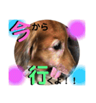 I am Qoo♡（個別スタンプ：37）