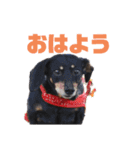 モカとクッキー（個別スタンプ：1）