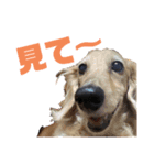 モカとクッキー（個別スタンプ：11）