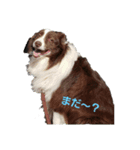 ボーダーさん（個別スタンプ：1）