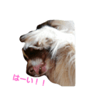 ボーダーさん（個別スタンプ：3）