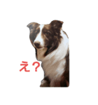 ボーダーさん（個別スタンプ：4）