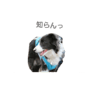 ボーダーさん（個別スタンプ：8）