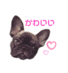 ぷてぃ丸（個別スタンプ：1）