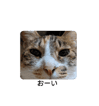 にゃんこnyanko（個別スタンプ：2）