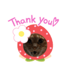 にゃんこnyanko（個別スタンプ：4）