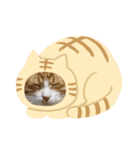 にゃんこnyanko（個別スタンプ：5）