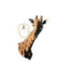 気持ちを伝える動物園。（個別スタンプ：11）