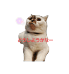 スコの生活百科！（個別スタンプ：1）