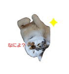 スコの生活百科！（個別スタンプ：7）