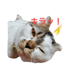 スコの生活百科！（個別スタンプ：9）