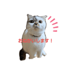 スコの生活百科！（個別スタンプ：11）