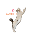 スコの生活百科！（個別スタンプ：14）