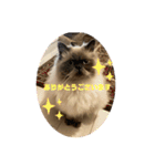 P ＆co（個別スタンプ：9）