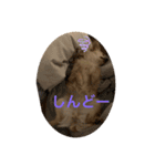 P ＆co（個別スタンプ：12）