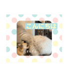 P ＆co（個別スタンプ：16）