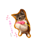 三浦の猫スタンプ（個別スタンプ：1）