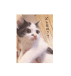 三浦の猫スタンプ（個別スタンプ：2）