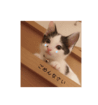 三浦の猫スタンプ（個別スタンプ：4）