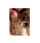 三浦の猫スタンプ（個別スタンプ：5）
